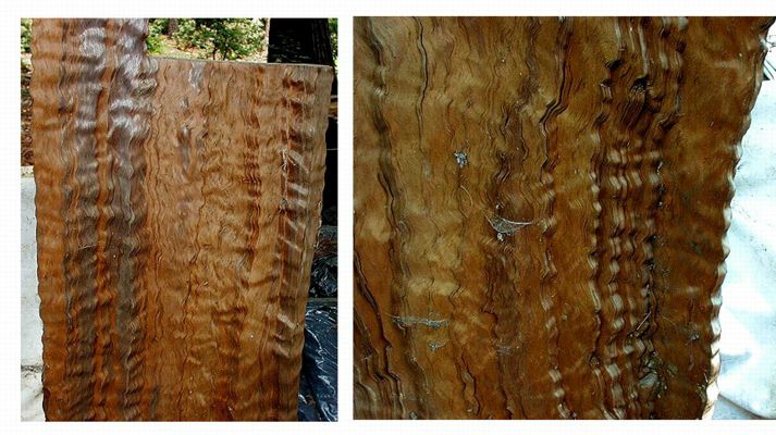 Tree Trunk Slice for Sale